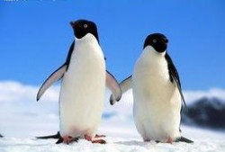 碎嘴企鹅爆料视频下载,幕后真相大曝光！