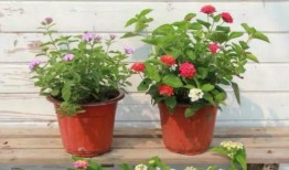 茶馆老板爆料视频大全最新,最新视频大全背后的惊人真相