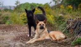 娱乐吃瓜酱中华田园犬,揭秘中华田园犬的趣味生活